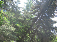 У деревьев на улице 50 лет СССР увеличивается опасный наклон 