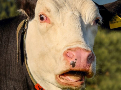Очередной случай заболевания бешенством выявлен у коровы в хуторе неподалеку от Волгодонска 
