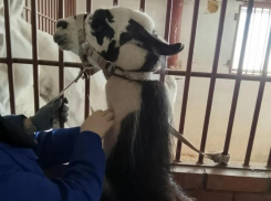 Специалисты Волгодонской СББЖ проводят ветеринарный контроль цирковых животных, гастролирующих в городе