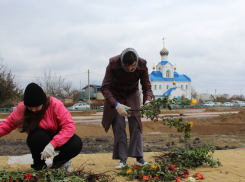 В середине осени в станице Романовской расцвели розы
