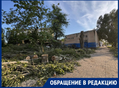 «Что за лесоповал?»: горожанка считает, что здоровые деревья погубили из-за участка земли на улице Черникова