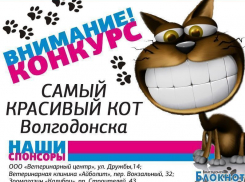 Конкурсы «Мисс Блокнот» и «Самый красивый кот Волгодонска» бьют рекорды популярности