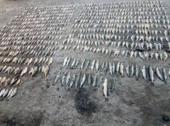 До пяти лет тюрьмы грозит 43-летнему браконьеру за вылов рыбы с ущербом более 260 000 рублей