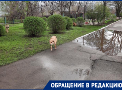 «Мы боимся за детей»: бродячие собаки атаковали территорию детского сада «Вишенка» 