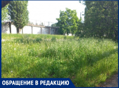  «Трава поглотила футбольное поле и газовую станцию!»: волгодонцы о «зеленом море» по переулку Донскому