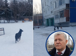 Вывезти бездомных собак из центра Волгодонска на окраину предложил глава администрации