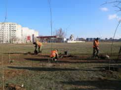 За год в Волгодонске высадили 10 тысяч деревьев