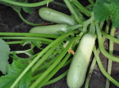 Хватит и себе, и соседям: кабачки Тарзан F1 удивят урожаем