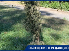 «Живем на Дону, а деревья умирают от засухи»: волгодончанка про аллею на БВП