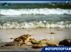 Ничем не хуже, чем на Черном море: Цимлянский пляж - изюминка Ростовской области 