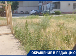 Разрастающиеся в одном из дворов города «джунгли» пугают волгодонцев