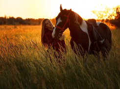 К чему храпит лошадь 31 августа
