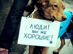 Зоозащитники Волгодонска снова забили тревогу: в городе появилась шайка подростков издевающихся над животными