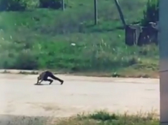 Полуголый забег двух волгодонцев наперегонки к пляжу попал на видео