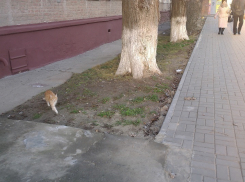 В Волгодонске из-за нового тротуара на «улице равных возможностей» две пятиэтажки оказались в «болоте»