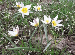 На две недели раньше срока зацвели тюльпаны в Сальских степях