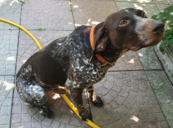 Пропала собака: любимца семьи разыскивают в Волгодонске