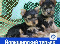 Красивая девочка Йоркширского терьера ждет самую лучшую маму