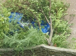 Дерево упало на автомобиль во время шторма в Волгодонске 