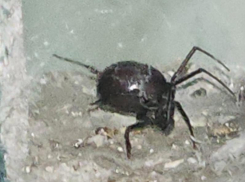 Гигантского ядовитого паука каракурта обнаружили волгодонцы в своем доме 