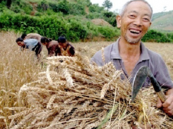 Второй завод по глубокой переработке зерна в Волгодонске хотят строить китайцы