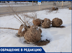 Брошенные в снегу на проспекте Мира саженцы деревьев обнаружили волгодонцы