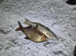 Любителя крупной рыбки поймали на браконьерстве в Цимлянском районе