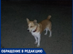 «Нападает на женщин в старом городе из темноты сзади»: о хитром кобеле, отплатившем черном неблагодарностью людям, предупредили волгодончанок 