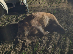 Убивал молодых самок: браконьер устроил массовую бойню кабанов с помощью ружья с тепловизором