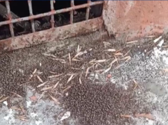 Коммунальщики Волгодонска вступили в бой с кровососущими на Ленина, 85