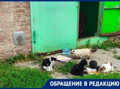 «Настоящий концлагерь!»: инфекции, проплешины, кровавые лишаи – волгодонцы в ужасе от содержания кошек в одном из гаражей