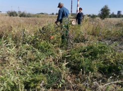 В Красном Яру прошел день покоса конопли
