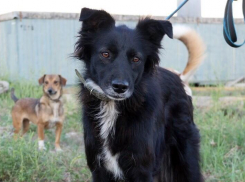 Чудесная и ласковая Берта ищет любящих хозяев 