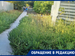 «Зачем тогда городу эти структуры?»: волгодончанка  возмущена обилием амброзии по дороге в детский сад