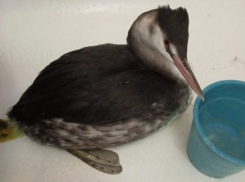 Замерзшую в сугробе у администрации чомгу спасла жительница Волгодонска