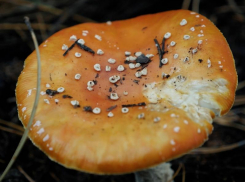 Случаи отравления дикорастущими грибами участились в Ростовской области