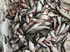 2 года лишения свободы грозит жителю Цимлянска за незаконную добычу рыбы 