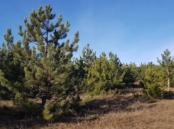 В Волгодонске особо настойчивым браконьерам-лесорубам может грозить срок лишения свободы