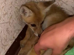 Диких лисят стали продавать на барахолках Волгодонска 