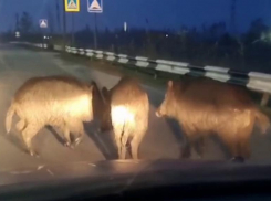 В Волгодонске на улицах города заметили семью диких кабанов