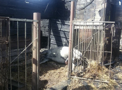 В Волгодонске во время пожара заживо сгорел конь − читатель «Блокнота»