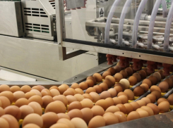 Птицефабрике имени Черникова грозит банкротство