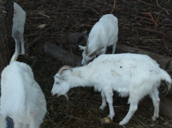Весной в Волгодонске начнется обязательное чипирование принадлежащих людям животных