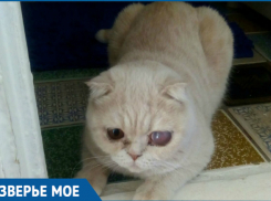 Голодную кошку на протяжении долгого времени держали в грязной клетке