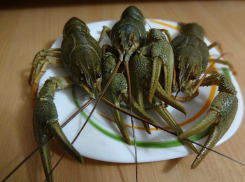 В окрестностях Волгодонска за год браконьеры в 2 раза сократили численность раков, но в одном месте их стало больше