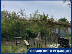 Дерево упало на могилы на старом кладбище в Волгодонске