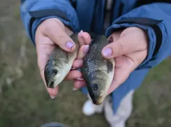 Около миллиона рыб-камышеедов выпустили на охоту за зеленью в Цимлянское водохранилище за 2025 год