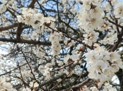 До -3: МЧС предупреждает о трёх холодных ночах в Волгодонске подряд