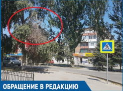 Сухая ветка повисла над пешеходной дорожкой по улице Ленина
