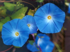 Срочно всем дачникам: за выращивание этого цветочка волгодонцам грозит до 8 лет лишения свободы